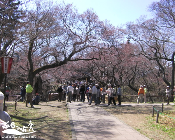 takatojoshi_sakura01.jpg