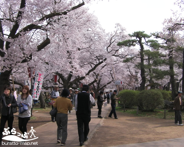 takatojoshi_sakura1142101.jpg