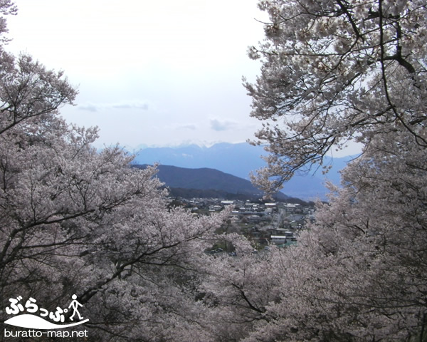 takatojoshi_sakura1142103.jpg