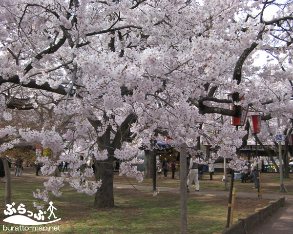 takatojoshi_sakura1142111.jpg