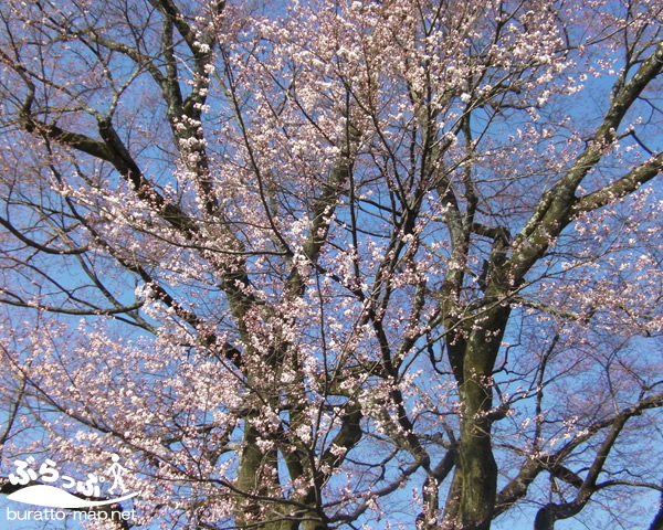 yasutomi_sakura01.jpg