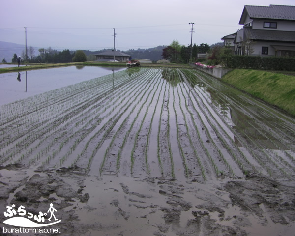 taue11504.jpg