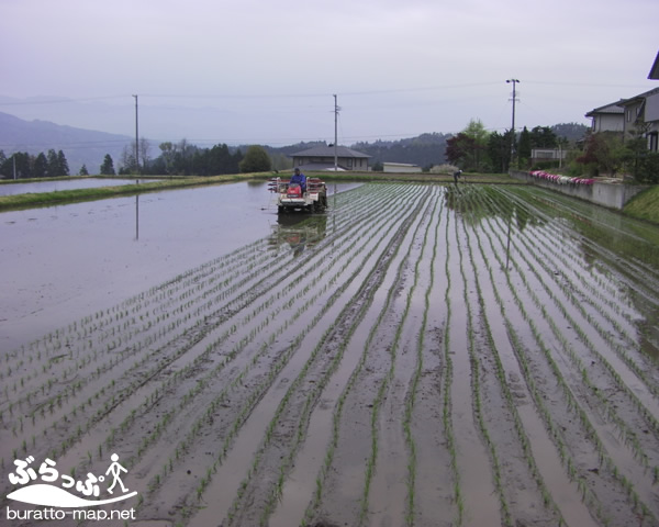 taue11505.jpg