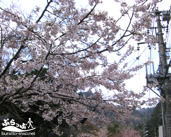 sakura12hani01002.jpg