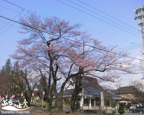 sakura12hanni01011.jpg