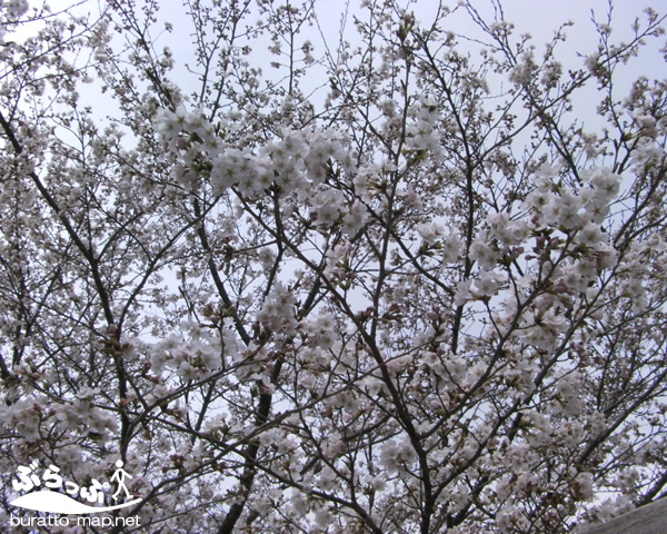 sakura12hanni03014.jpg