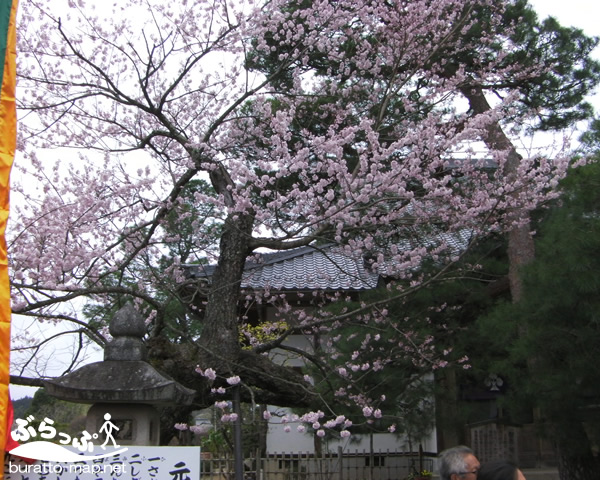 sakura12hanni03034.jpg