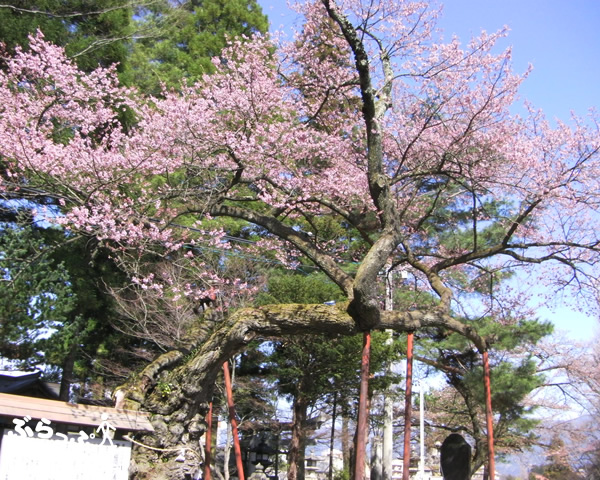 sakura12iida02004.jpg