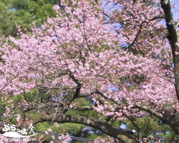 sakura12iida02005.jpg