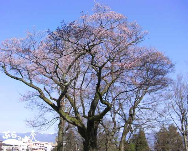 sakura12iida02006.jpg