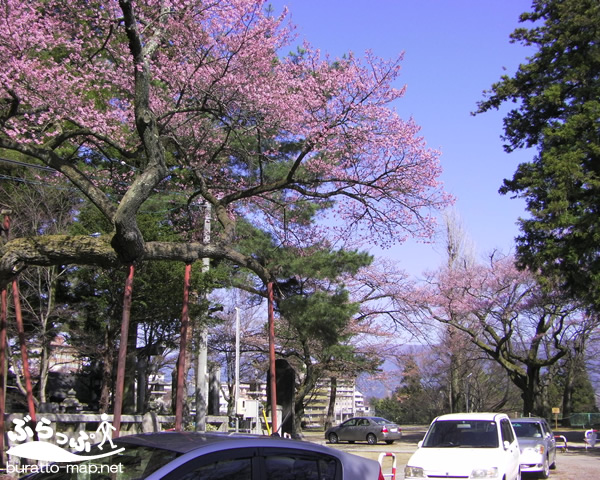 sakura12iida02007.jpg