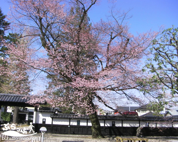 sakura12iida02009.jpg