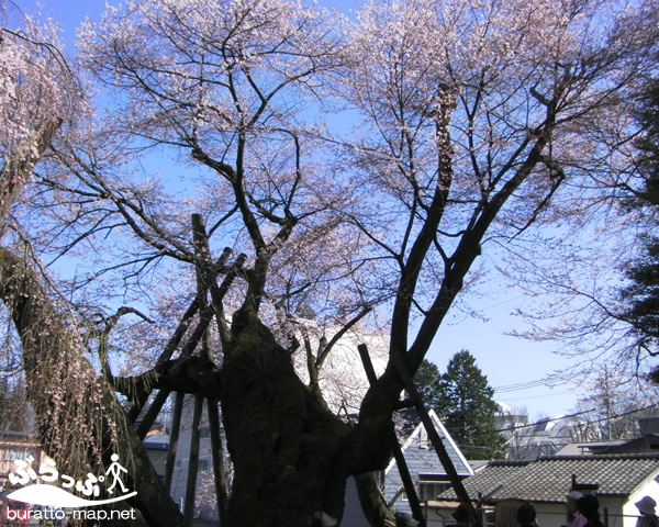 sakura12iida02010.jpg