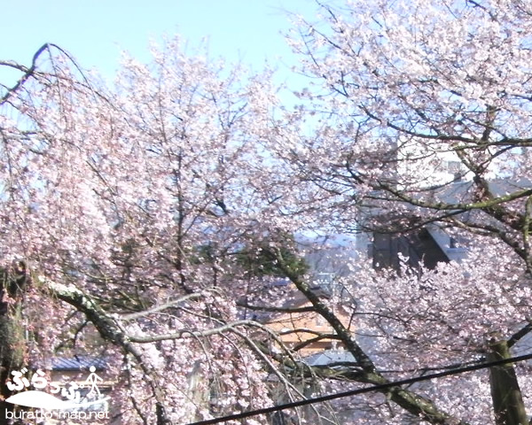 sakura12iida02011.jpg