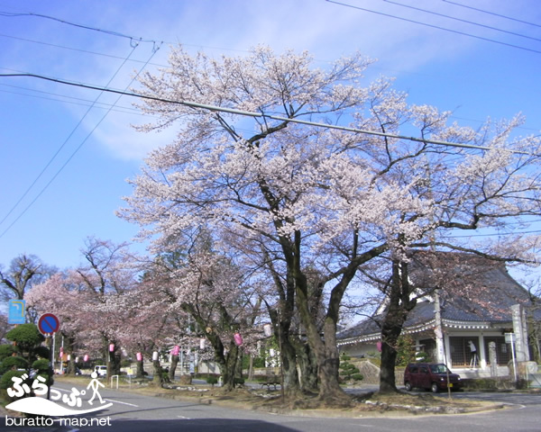 sakura12iida02012.jpg