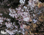 sakura12takato07001.jpg