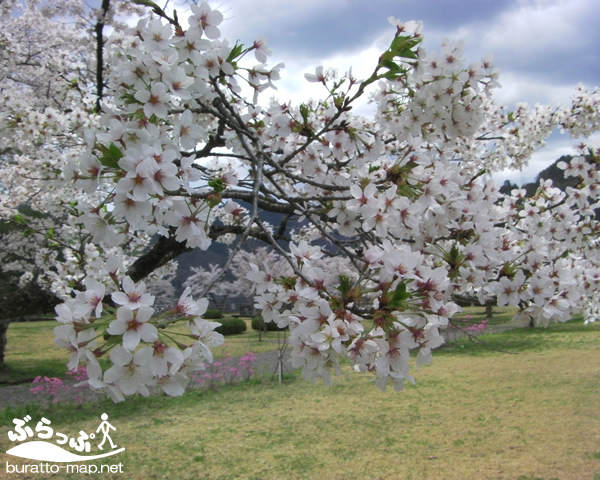 sakura12kisoji08001.jpg