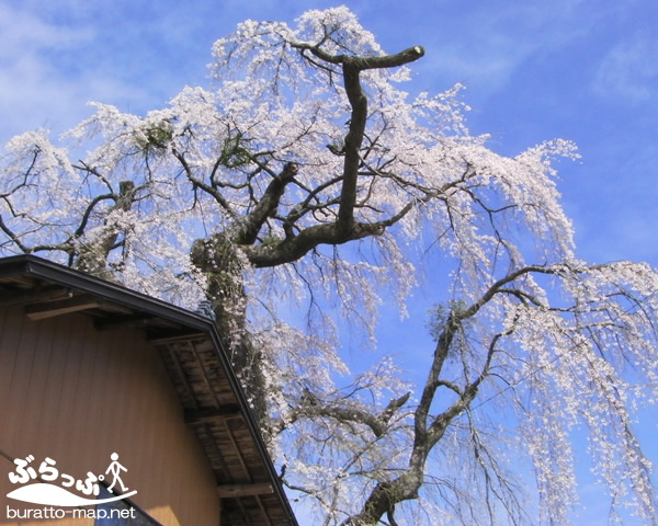 sakura12kisoji08002.jpg