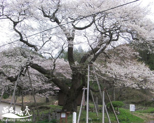 sakura12kisoji08004.jpg