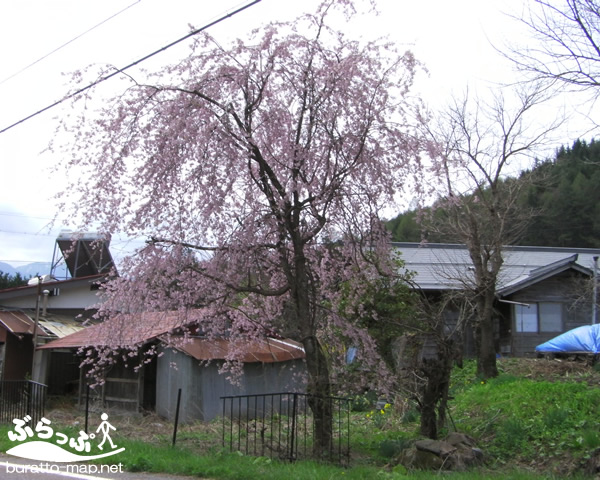 sakura12kisoji08005.jpg