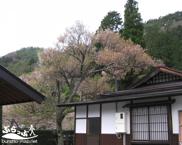 sakura12kisoji08006.jpg