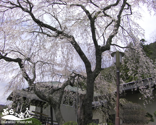 sakura12kisoji08007.jpg