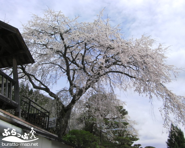 sakura12kisoji08008.jpg