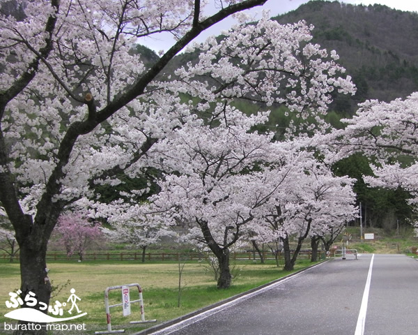 sakura12kisoji08010.jpg