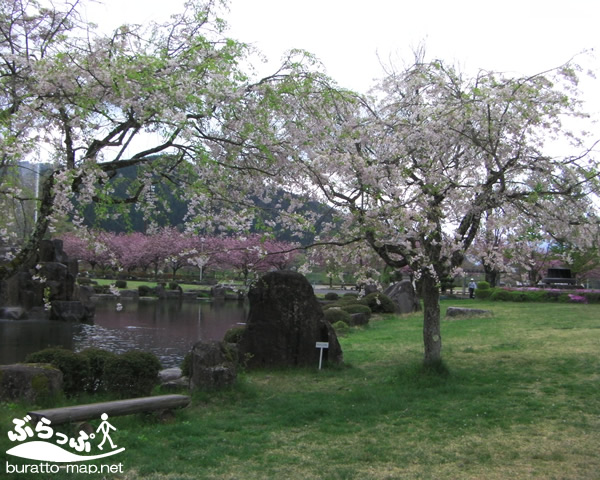 sakura12kisoji08012.jpg