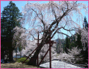 林松寺のしだれ桜（阿南町）