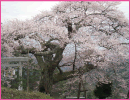 愛宕様の小彼岸桜（阿南町）