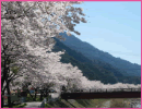 和田の桜（飯田市）