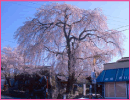 三石の枝垂れ桜（飯田市）