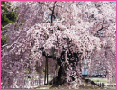 麻績の里 舞台桜（飯田市）