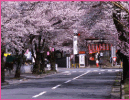 大宮通り桜並木（飯田市）