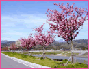 天龍峡桜街道（飯田市）