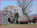 桑田薬師堂の桜（伊那市）