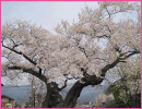 原田の桜（松川町）