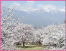 大草城址公園の桜（中川村）