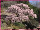 西丸尾のしだれ桜（中川村）