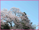 須原上郷地区のエドヒガン桜（大桑村）