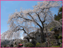 鳳泉寺の枝垂桜（王滝村）