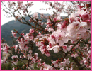 伊那小沢駅の寒桜（天龍村）