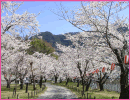 松島桜公園（天龍村）