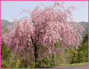 倉の平のしだれ八重桜（天龍村）