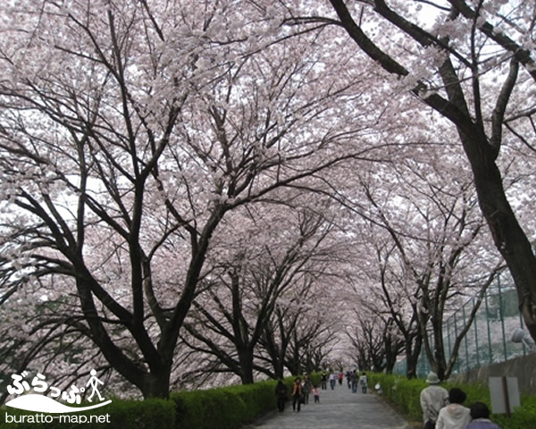 ã‚¹ãƒãƒƒãƒˆæƒ…å ±ï¼šä¸Žç”°åˆ‡å…¬åœ’ã‚­ãƒ£ãƒ³ãƒ—å ´ é•·é‡ŽçœŒï½œå—ä¿¡å·žï½œç”°èˆŽè‡ªç„¶ãƒãƒ¼ã‚¿ãƒ«ã‚µã‚¤ãƒˆã€Œã¶ã‚‰ã£ã·ã€