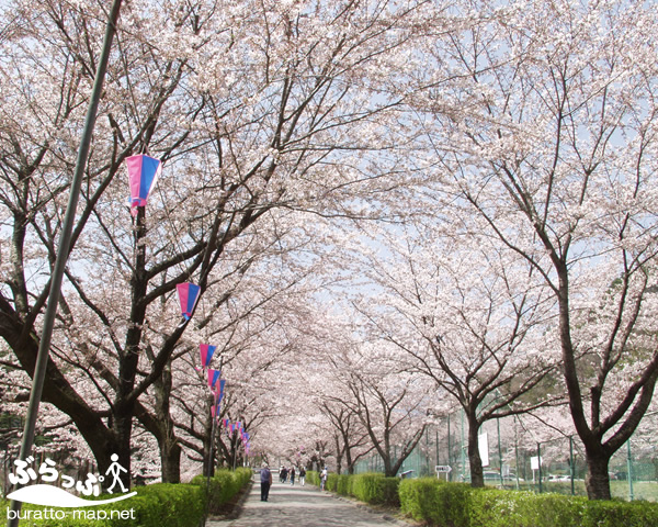 スポット情報 与田切公園キャンプ場 長野県 南信州 田舎自然ポータルサイト ぶらっぷ